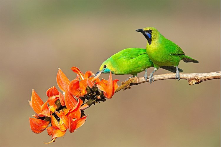 The “Backyard Bird Count” I Tried Once — And Why It Was Way More Addictive Than I Expected
