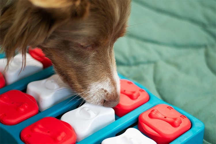 The Simple Game That Reduced My Dog’s Anxiety More Than I Expected