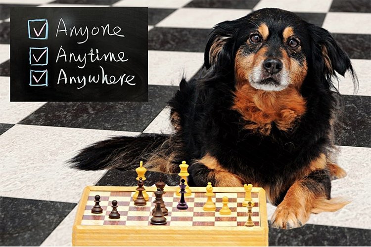 The Simple Game That Reduced My Dog’s Anxiety More Than I Expected