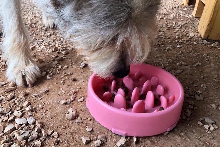 The Food-Bowl Pause That Helped My Dog Stop Inhaling Meals