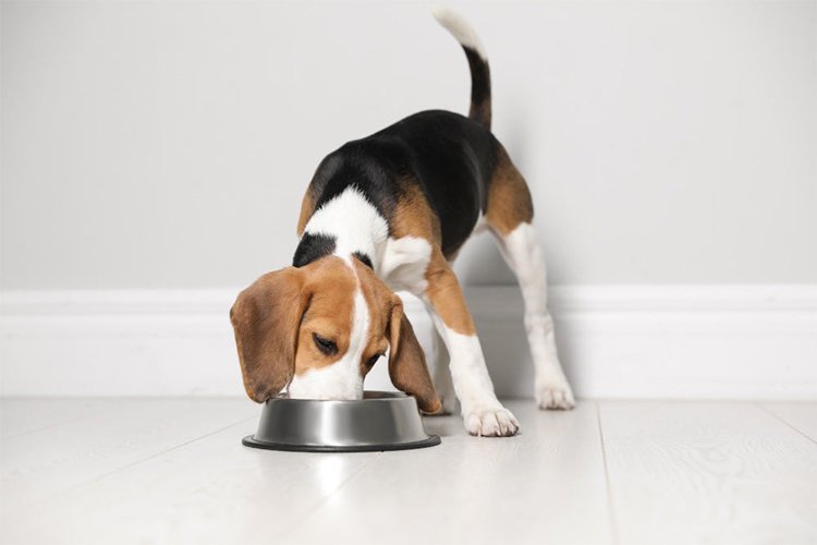 The Food-Bowl Pause That Helped My Dog Stop Inhaling Meals