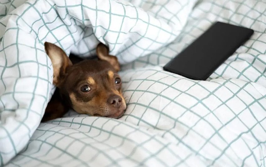 My Dog’s Morning Routine That Made His Joints Feel Better