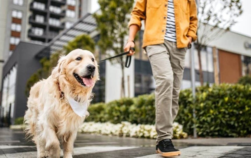 The Walk That Changed How I See Life With My Dog