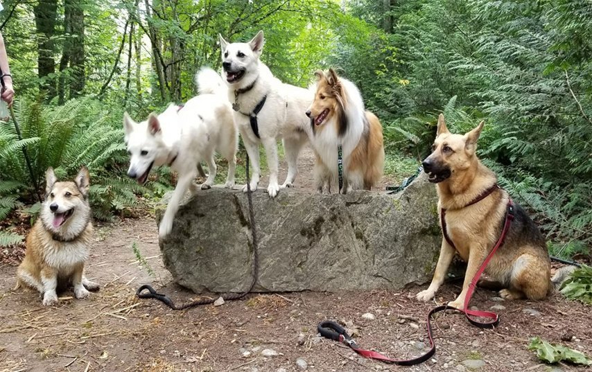 Why Pet Meetups Became the Best Part of My Week